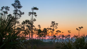 How to spend a day exploring the Florida Everglades