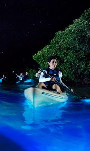 Bioluminescent kayaking in Florida