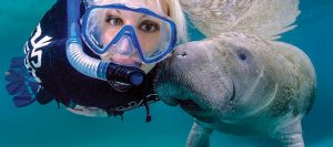Swimming with Florida Manatees