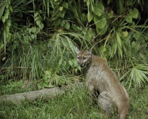 Endangered animals in Florida