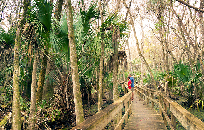 Highlands County Hammock State Park Trail