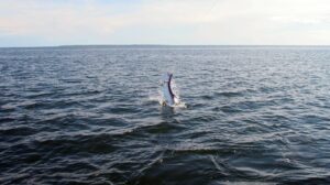 Saltwater Solutions Fly Fishing