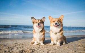 Dog Friendly Beaches 2023