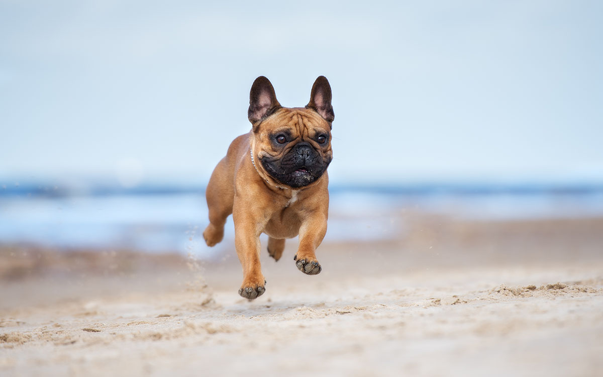 Dog Friendly Beaches 2023