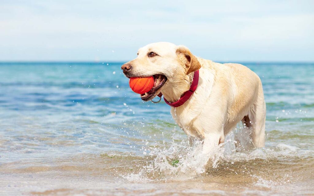 The Best Dog Beaches in Florida Ecotourism FL