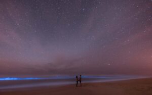 Bioluminescence in Florida