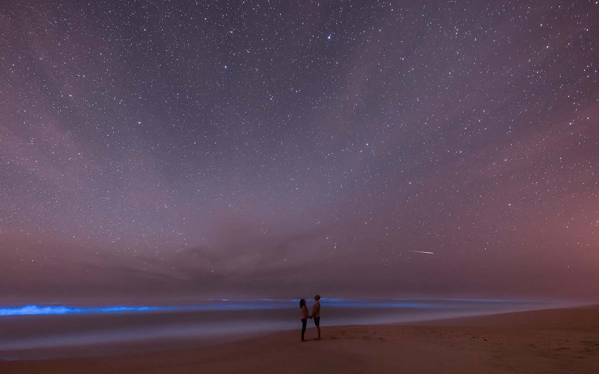 Bioluminescence in Florida