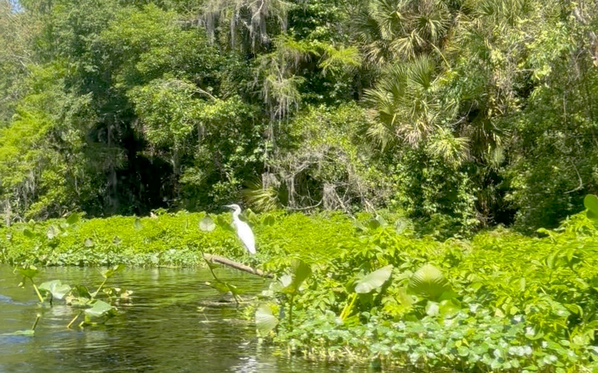 Experience Wekiva Like a Local