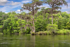 Best Kayaking Spots Florida 2024