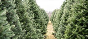 Upcoming Holiday Activities FL 2024