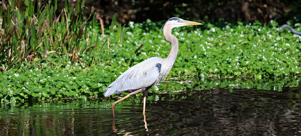 A Guide to Florida's Best Wildlife Photography Spots