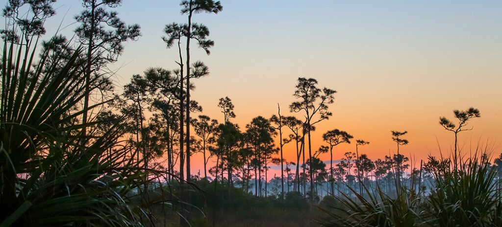 A Guide to Florida's Best Wildlife Photography Spots