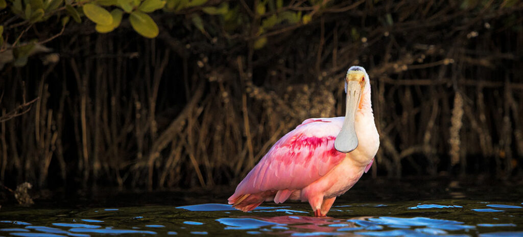 A Guide to Florida's Best Wildlife Photography Spots