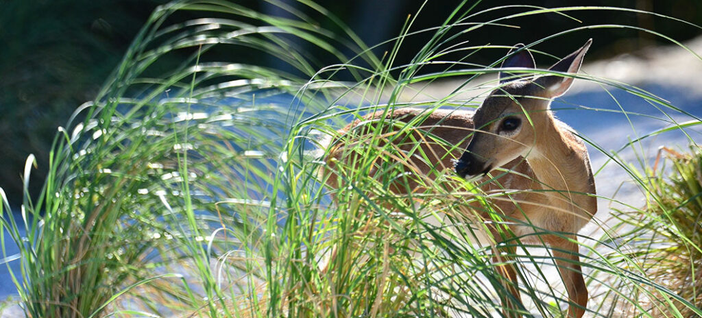 A Guide to Florida's Best Wildlife Photography Spots