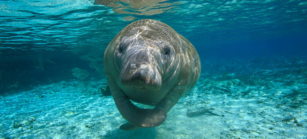 A Guide to Florida's Best Wildlife Photography Spots