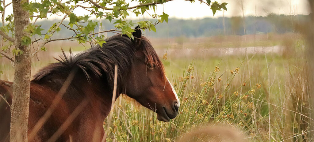 A Guide to Florida's Best Wildlife Photography Spots